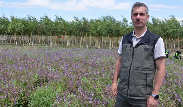 Tıbbi ve aromatik bitkiler, Şifa Bahçeleri Projesi ile yaygınlaştırılıyor