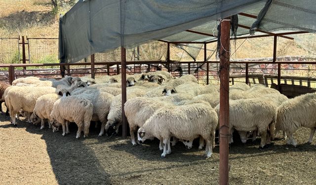 TOGÜ Rektörü Yılmaz: Tescilli Karayaka ırkını geleceğe taşıyoruz