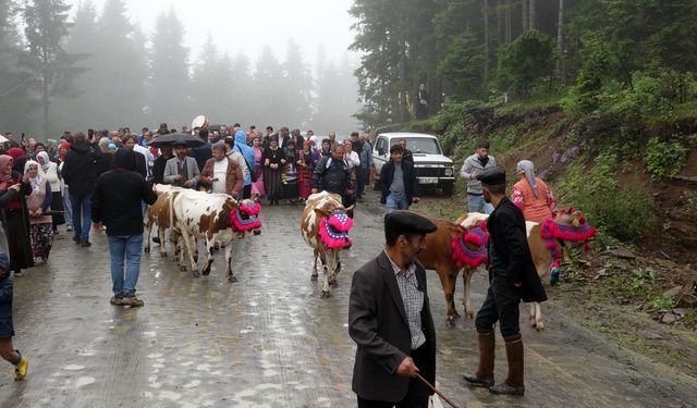 Trabzon'da süslü hayvanlar ve yöresel kıyafetlerle geleneksel yayla göçü