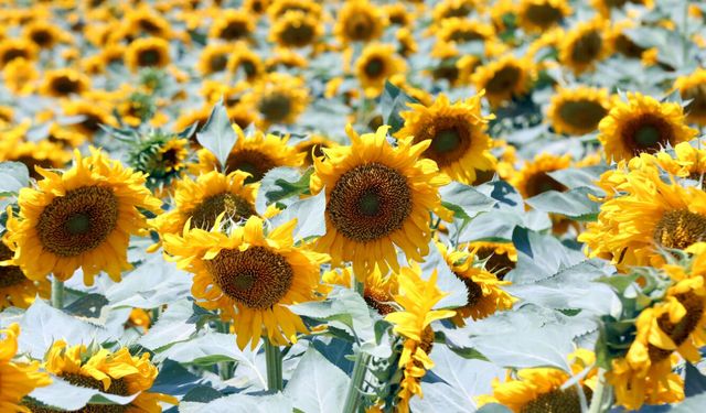 Aksaray'dan Avrupa ve Japonya'ya 500 ton ayçiçeği balı ihracatı