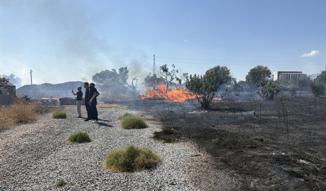 Aydın'da ot yangınında alevler zeytinliğe sıçradı