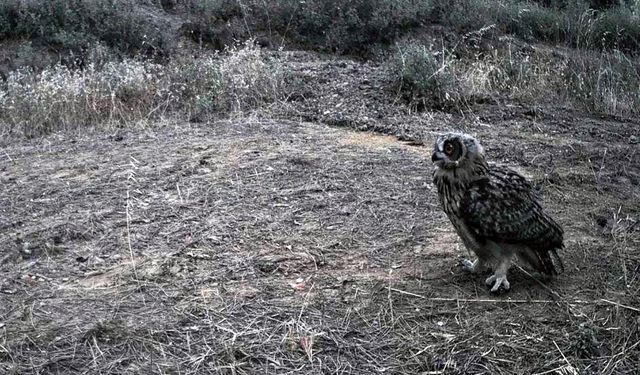 Ganos Dağı'nda yaban hayatı fotokapana yansıdı