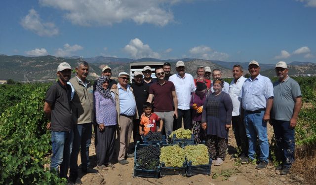 Gaziantep'te sofralık üzüm hasadı başladı