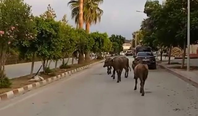 Hatay'da başıboş anguslar yola çıktı; görenler şaşırdı