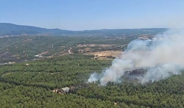 İzmir'de orman yangını