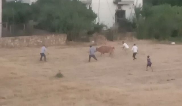 Kaçan inek sahibini yere düşürdü; o anlar kamerada