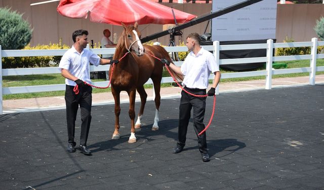 Karacabey TİGEM'in arap tayları 27 milyon 550 bin liraya alıcı buldu