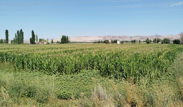 Mısır tarlasında 'yaban domuzu' nöbeti