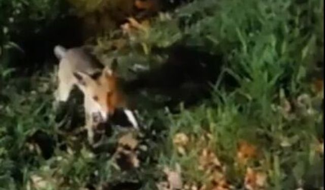 Parkta tilki, kedi ve kirpinin karşılaşması kamerada