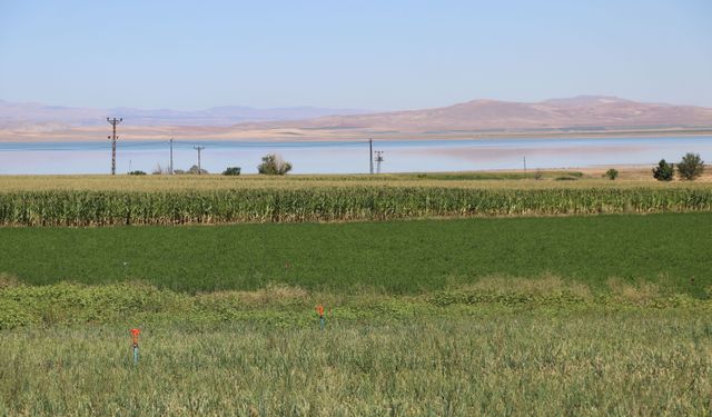 Ata tohumundan elde edilen Karahıdır domatesinde hasat 1 ay geç başladı