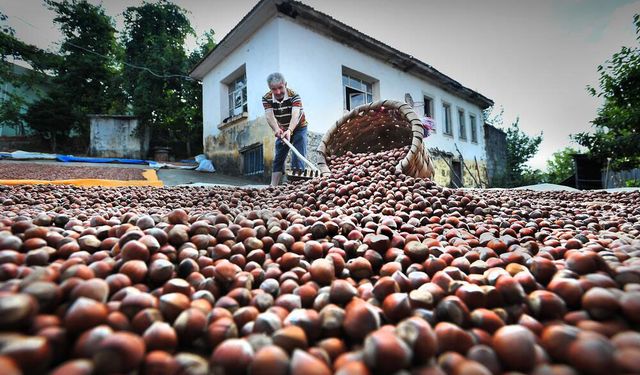 Kokarcaya 'panzehir etkisi'; fındıkta zarar sıfıra yaklaştı/ Ek fotoğraflar
