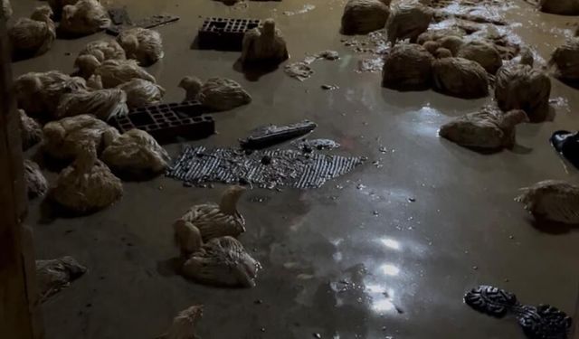 Sakarya'da dere taştı; su baskınları yaşandı (9)