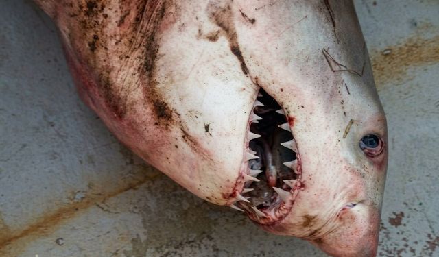 Saros Körfezi'nde balıkçı ağına 'kum kaplanı' cinsi köpek balığı takıldı