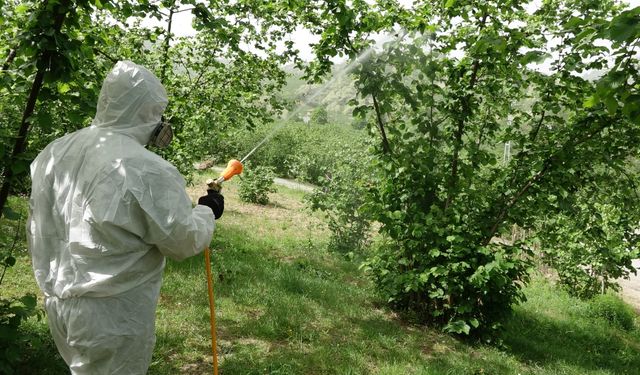 Karadeniz'de istilacı böcek kabusuna 'siber' kalkan