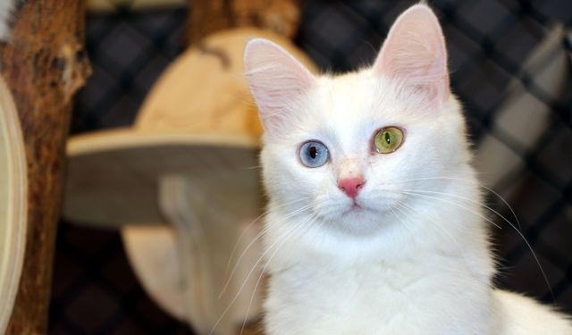 Van Kedi Villası'nda yavru mesaisi bitti, sahiplendirme başladı