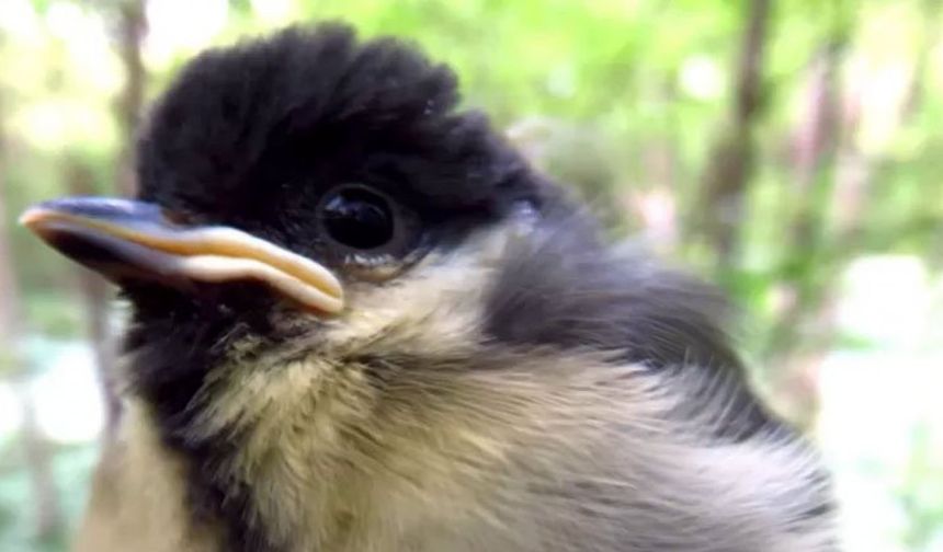 İklim değişikliğinin kuşların yumurtlamasına etkisi