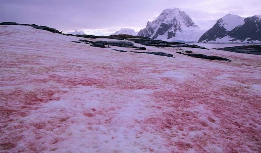 Alpler'deki karın rengi kırmızıya dönüştü