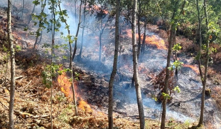Çanakkale'de orman yangınında son durum