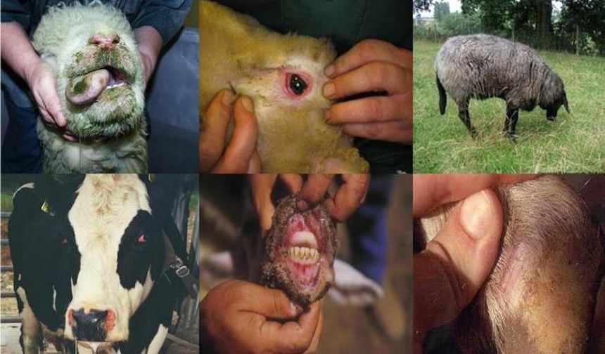 Hollanda uyardı, hayvanlarda görülen mavi dil hastalığı