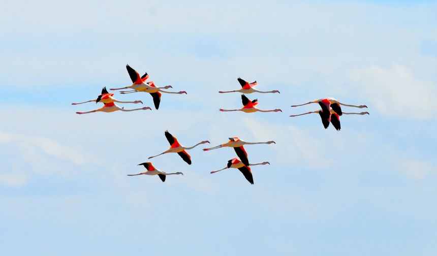 Yazlıkçı flamingolar Tuz Gölünde misafir olmaya başladı