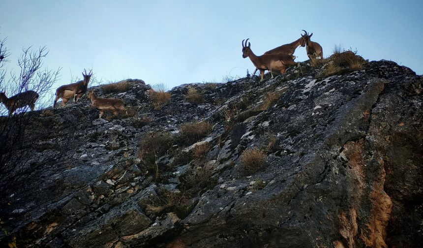 Tunceli'de yaban keçisi sürüsü yerleşim yerine indi