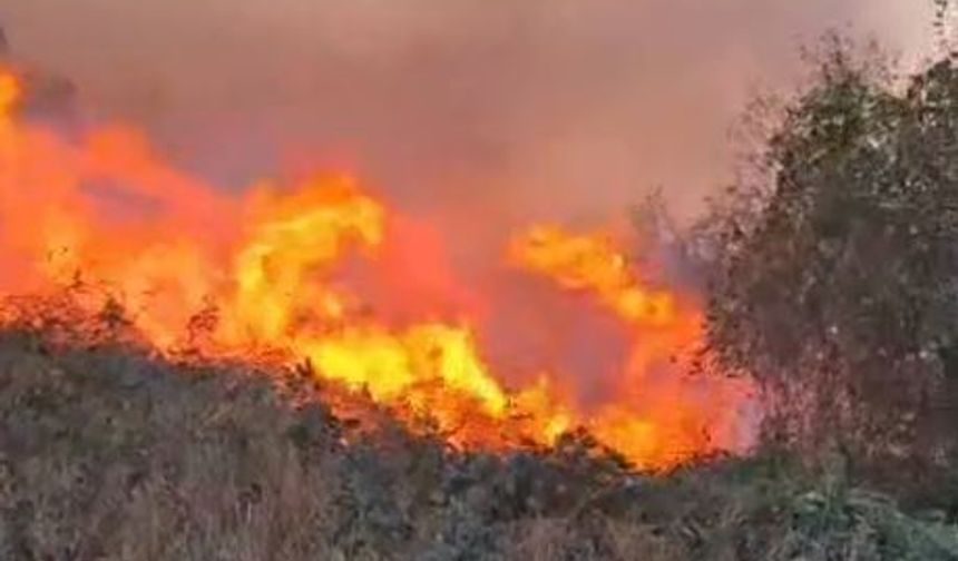 Artvin'de örtü yangını ormana yayıldı