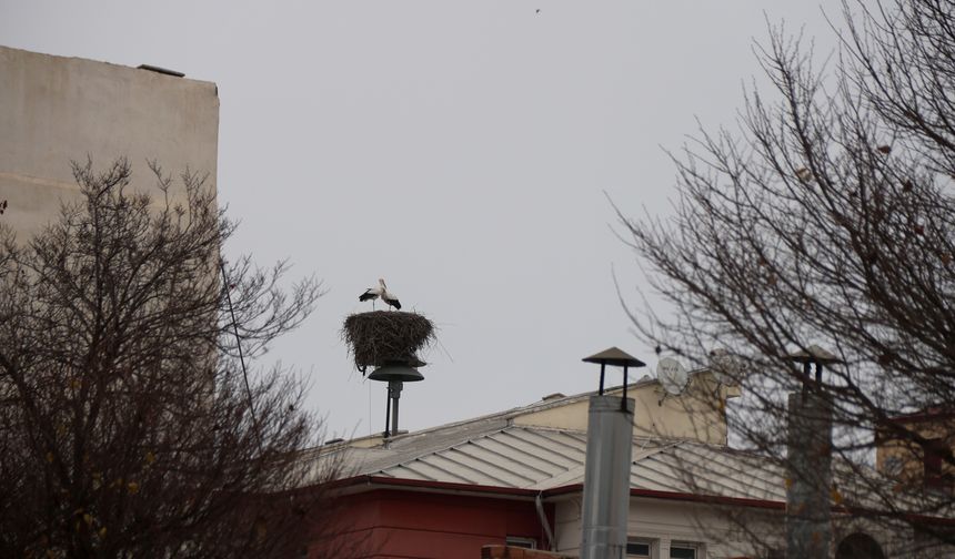 Küresel ısınma Iğdır'daki leyleklerin göç alışkanlığını değiştirdi