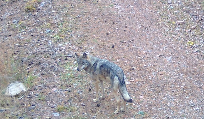 Sarıkamış ormanlarındaki yaban hayatı 19 yıldır yakın takipte