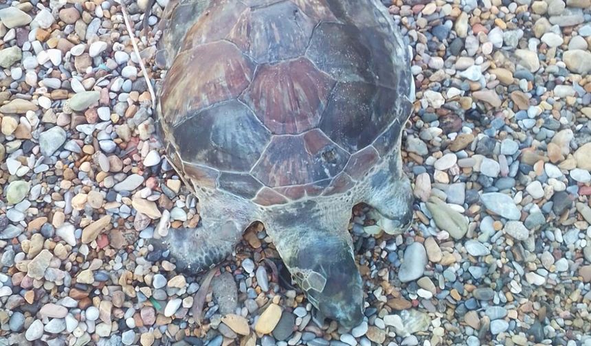 Bodrum'da kıyıya ölü caretta caretta vurdu