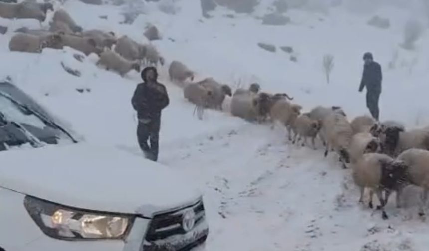 Karda mahsur kalan çoban ve 800 küçükbaş hayvan kurtarıldı