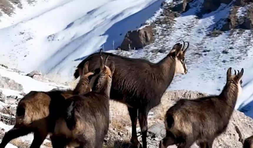 Munzur Dağları'nda, çengel boynuzlu dağ keçileri görüntülendi