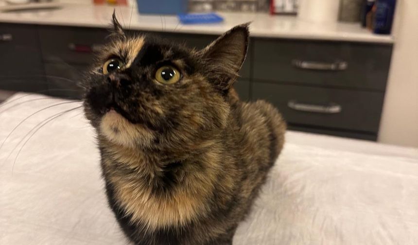 Okul bahçesinde bulunan kalçası kırık kedi, tedavi edildi