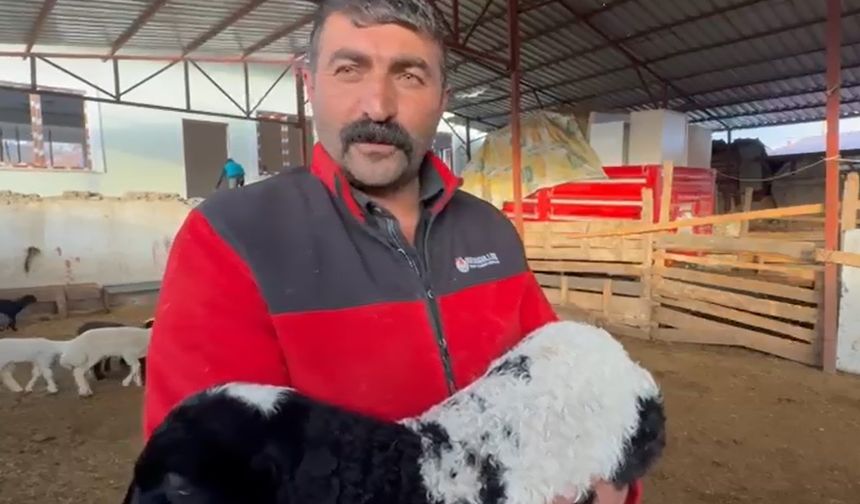 Tokat'ta annesi ölen kuzuyu inek emziriyor