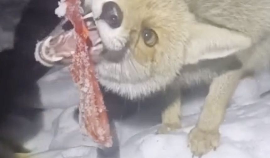 Adıyaman'da kapısına gelen tilkiyi besledi