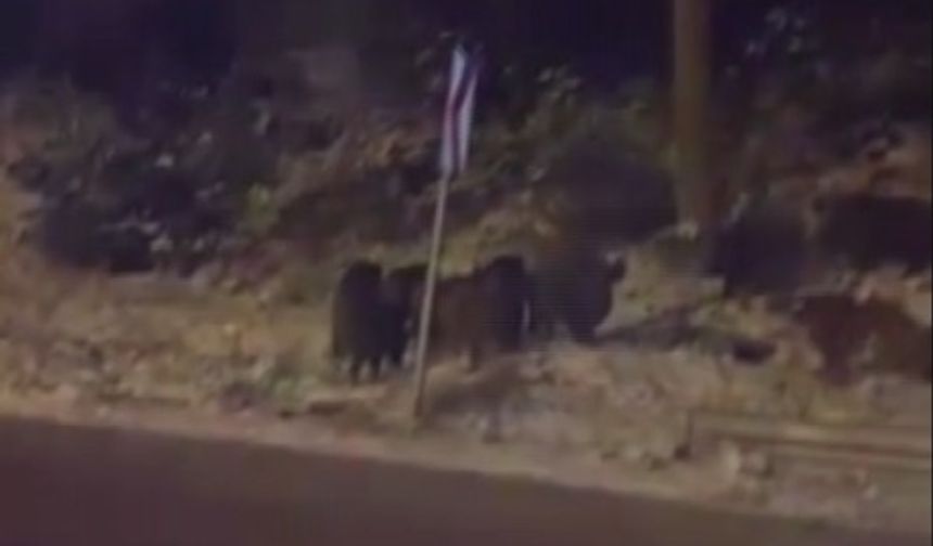 Amasya'da domuz sürüsü görüntülendi