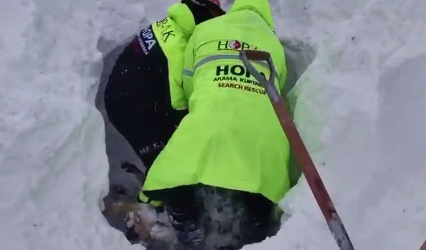 Artvin'de 1 kişinin öldüğü çığda kar altında kalan 2 çoban aranıyor (2)