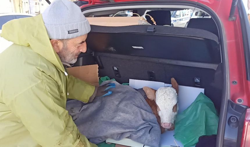 Buzağıya otomobilin bagajında serum tedavisi