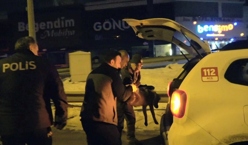 Devriye gezen polislerin bulduğu yaralı yavru kurt tedaviye alındı