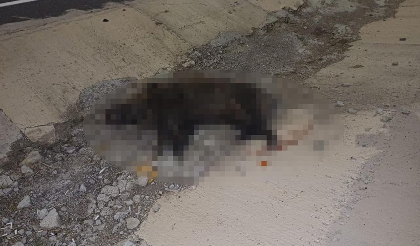 Domuza çarpan otomobil, şarampole yuvarlandı; 1 ölü