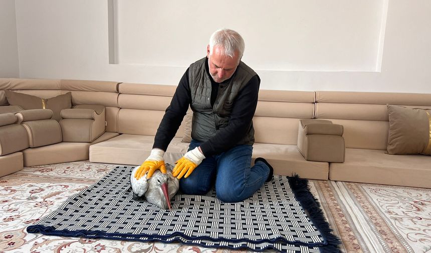 Donmak üzereyken bulduğu leyleği evinde hayata döndürdü