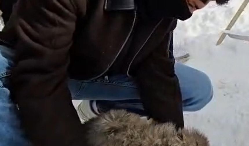 Göle'de dondurucu soğukta hayvanları beslediler