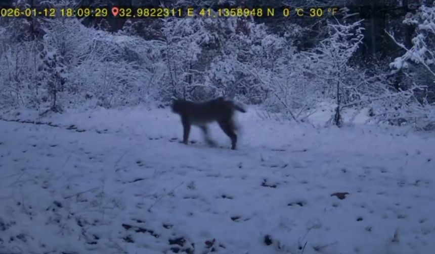 Karabük'te yaban hayatı fotokapana yansıdı