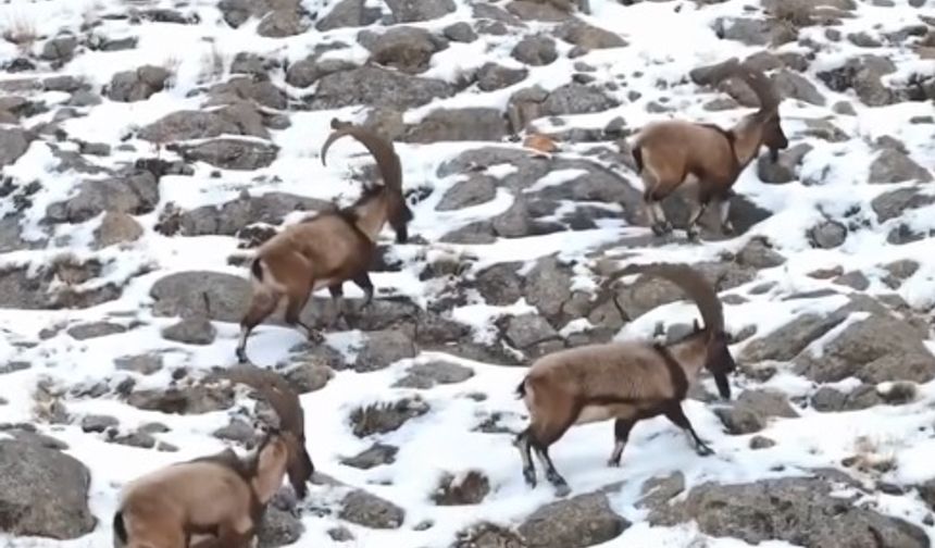 Karlı Aladağlar'da gezen dağ keçileri dron kamerasında