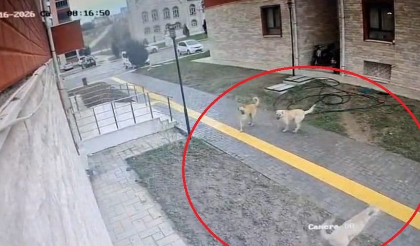 Karne almaya giderken sokak köpekleri peşine takılınca apartmana sığındı