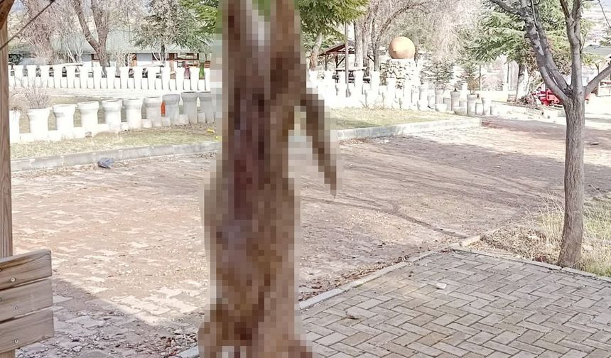 Köpek, işkence yapılarak öldürüldü