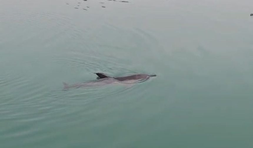 Limanda mahsur kalan yunus kurtarıldı