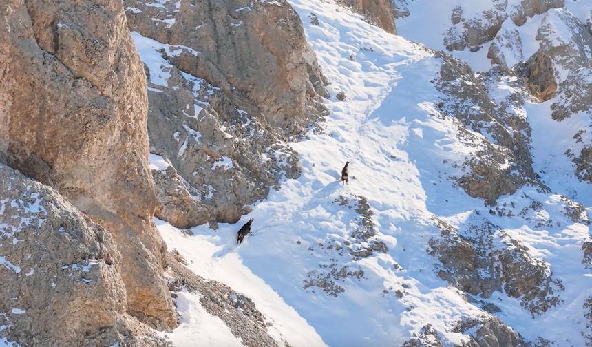 Munzur Dağları'nda çengel boynuzlu keçiler dronla görüntülendi