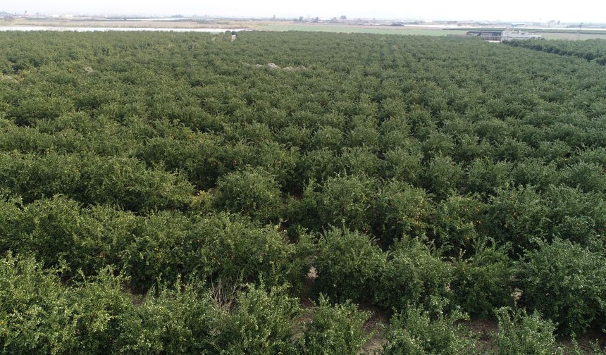 Narenciye üretiminin yüzde 40'ını karşılayan Adana'da ürünü don vurdu