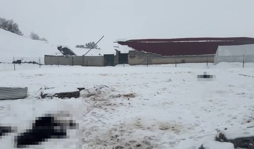 Siirt'te karın ağırlığıyla 3 ahırın çatısı çöktü; çok sayıda hayvan öldü