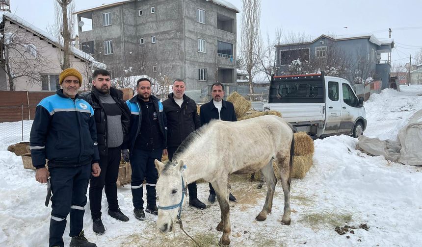 Sokağa terkedilen hayvanlara sahip çıkan besiciye yem desteği